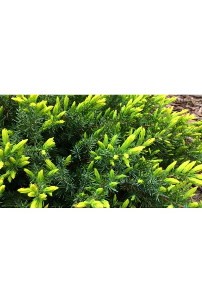 Крупний план ялівця Sunflower із густим зеленим листям та яскравими золотистими приростами.